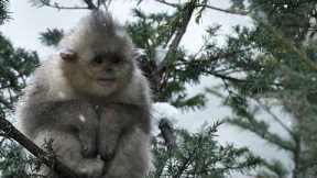 Close Call for Baby Snub-Nosed Monkey | 4K UHD | China: Nature's Ancient Kingdom | BBC Earth