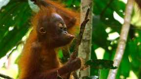 Baby Orangutan Needs a Hand I 4K UHD I Seven Worlds One Planet I BBC Earth