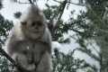 Close Call for Baby Snub-Nosed Monkey 