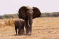 Protecting Kenya's Elephants | Our