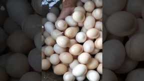 chicken eggs#shorts