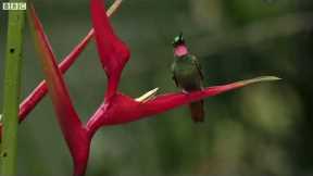 The Delightful Dance of Hummingbirds | The Wild Place | Relax with Nature | BBC Earth