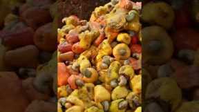 This is how cashew fruit liquor is made in India. #cashews #alcohol #India