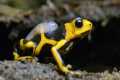 Being a Poison Dart Frog Parent is