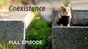 Wild Hamsters Thriving in Viennese Graveyards I Co-Existence I BBC Earth
