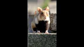 Wild hamsters in graveyards 😱 #CoExistence