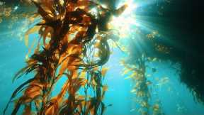 Are Underwater Farms the Future of Food? | Our Frozen Planet I BBC Earth