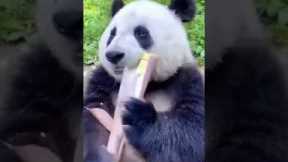 Đố mọi người con gấu ăn gì ạ? #trending #youtubeshorts