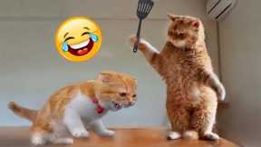 1 Hour Of Funniest Cats Videos That Will Make You Laugh #7 - Funny Animal Videos 2023