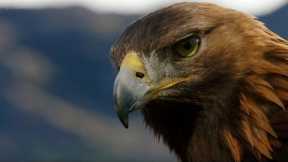 POV: Eagle Flight | Natural World: Super Powered Eagles | BBC Earth