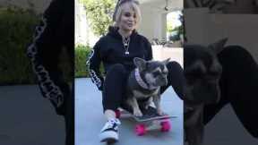 Teaching My Dog To Skateboard! 🛹 #shorts #frenchbulldog #frenchie #pet #talent #pets #nextlevel