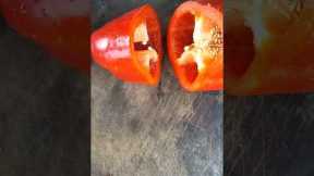 cuting bell pepper#shorts