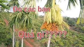 Khám phá mỗi ngày - Đố các bạn thành phố biết quả gì đấy?