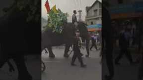 Voi tây nguyên - Lễ hội cà phê Ban mê thuột