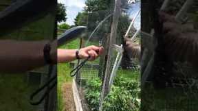 Man Saves Trapped Bird From Fence | People Are Awesome #shorts