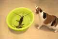Try Not To Laugh Pets | Funny Cat