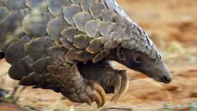 Pangolins and Aardvarks Search for Termites | 4KUHD | Seven Worlds One Planet | BBC Earth