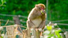 Monkeys Break Into Farm | Japan: Earth's Enchanted Islands | BBC Earth