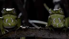 Frogs After Dark | Relax with Nature | The Wild Place | BBC Earth