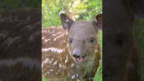 A baby baird tapir to brighten your day ☀️
