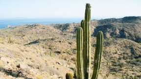 Explore the Deserts of Mexico | Relax with Nature | The Wild Place | BBC Earth