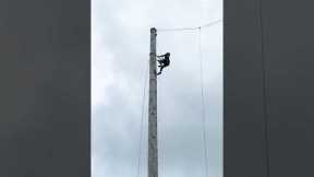 Guy Climbs Wooden Pole At Lumberjack Games | People Are Awesome #shorts