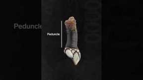 This is what a gooseneck barnacle is. #seafood #soexpensive #barnacle