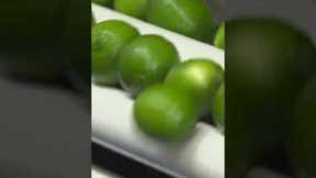Here's how millions of limes are processed in Mexico. #limes #Mexico #citrus