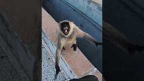🇮🇳 Benj vs Monkey #storror #parkour