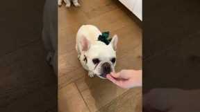Gotta Pay The Cheese Tax 🧀🐶 #shorts #funny #food #comedy #relatable #puppies #puppy #frenchbulldog