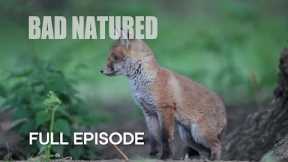 Cannibalism in Urban Fox Den I Bad Natured I BBC Earth
