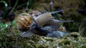 Slow down with Snails and Slugs I Relax With Nature I BBC Earth