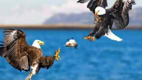 Here Is Why Eagles Fight Over the Same Prey