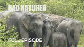 Baby Elephant Abandoned by Mother I Bad Natured I BBC Earth