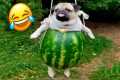 Funny Dogs Video 😹 🐶- Funniest
