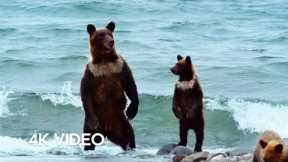 Humans Living Alongside Brown Bears | 4KUHD | Japan: Earth's Enchanted Islands | BBC Earth