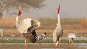 Paddy Fields Offer Sanctuary for Wild Birds I Ganges | BBC Earth