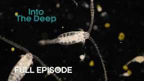 The Biggest Migration on the Planet | Into the Deep | BBC Earth