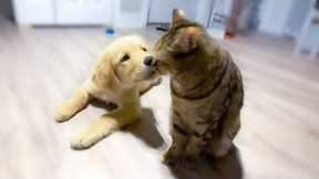 Fur-tastic Duo: Cat and Dog's Adorable Bond as Siblings | Pets Town