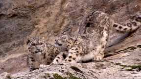 Snow Leopard Cub Learns From Its Mother | Snow Leopards Beyond The Myth | BBC Earth
