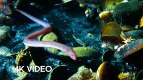 Eel Suffers Toxic Shock | 4K UHD | Blue Planet II | BBC Earth