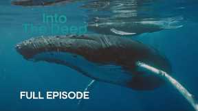 Are Humpback Whales the Pop Stars of the Ocean? | Into The Deep | BBC Earth