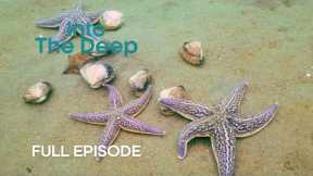 How AI is Revolutionising Deep Ocean Research | Into The Deep | BBC Earth