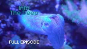 Humbolt Squid Communicate with Light | Into The Deep | BBC Earth