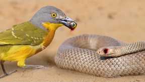 This Bird Can Rip a Snake's Eyes Out