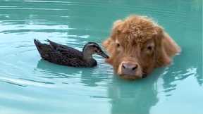 Meet The Inseparable Duo: A Duck and A Cow Love to Swim Together