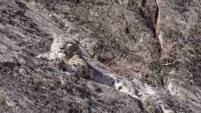 The Race to Find the Mysterious Snow Leopard | Snow Leopard Beyond the Myth | BBC Earth