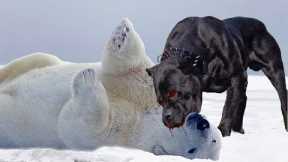 Even Polar Bears Are Afraid Of These Dogs