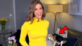 Best Dogs Work From Home News Bloopers