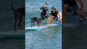 Surfing with a dog!